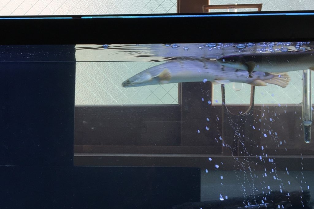 ポリプテルス　デルヘッジ　息継ぎ　肺呼吸